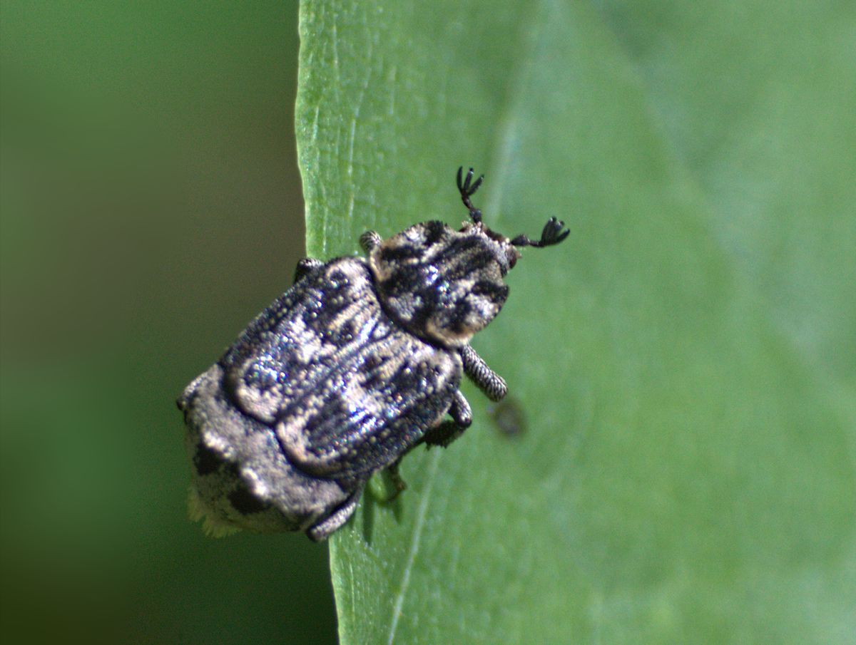 da identificare: Valgus hemipterus